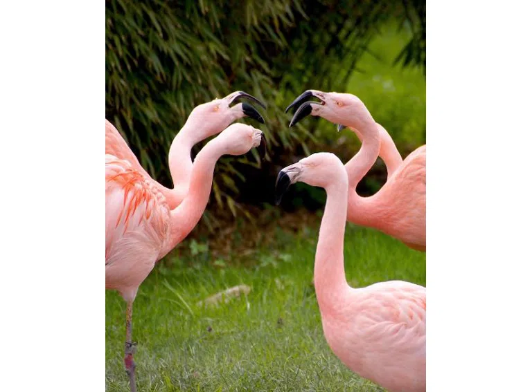 flamingos-1335042 1280-Gäste sind da