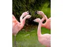 flamingos-1335042 1280-Gäste sind da