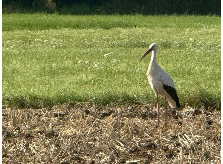 Besuch im Garten